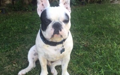 Designing a Special Space For Our Pets