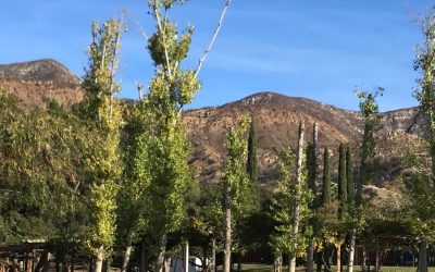 Natural Interior Design Inspiration